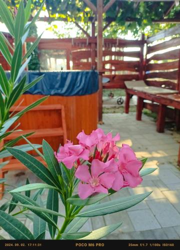 a pink flower in a vase on a patio at Robitel Wellness Vendégház Veszprém-Gyulafirátót in Veszprém