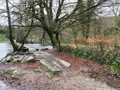 a tree sitting on the side of a river at Six on Castle in Tiverton