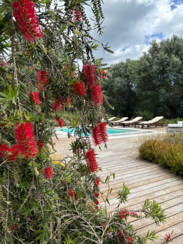 a tree with red flowers next to a swimming pool at Domaine de Tappa - Casa Filicina in Sollacaro