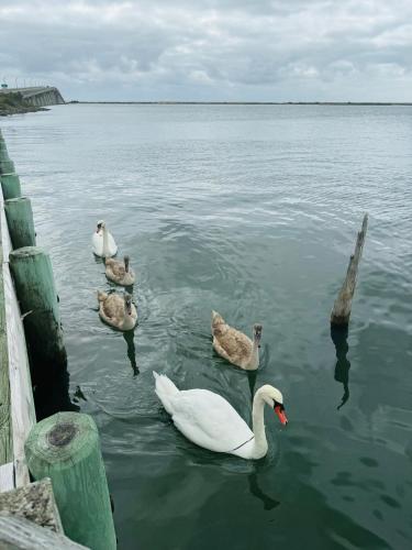 a group of swans and ducks in the water at Private beach on a fenced in property sunset views in Hampton Bays