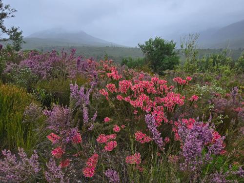 a field of pink and purple flowers in a field at Fifty Ridge in George