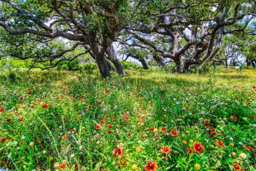 a field of flowers with trees in the background at Myrtle in Rockport