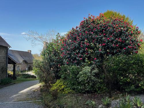 a large bush filled with red flowers next to a road at Gîtes du Gohic in Quistinic