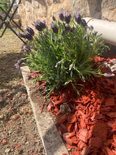 a bunch of purple flowers in a garden at La Ptite maison du Canal in Drevant