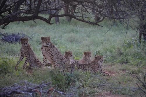 a group of cheetahs sitting in the grass at Muqurati Lodge - Dinokeng Game Reserve in Klipdrift