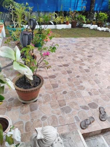 a stone patio with a potted plant and shoes at Bungalow in Bagacay Island