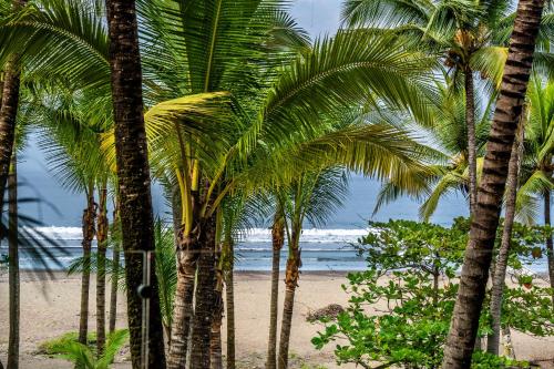 a group of palm trees on a sandy beach at Lia Hotel Jaco in Jacó
