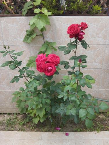 a group of red roses against a brick wall at Apartment Irina in Ayios Nikolaos Sithonia