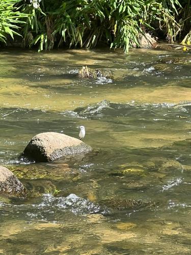 a bird standing on a rock in a river at Chalé Sana-rio, seu conforto na serra! in Macaé