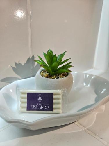 a small plant sitting on a plate on a table at Casa Sismarro Hotel in Retalhuleu