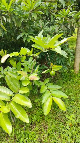 a plant with green leaves in the grass at KV Farm house in Malaiyāndipattanam