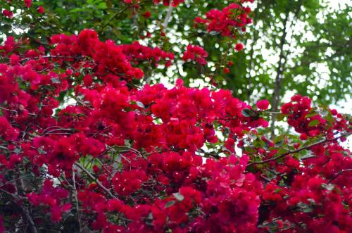 a bunch of red flowers on a tree at Pousada Aconchego Shangrilla in Penedo