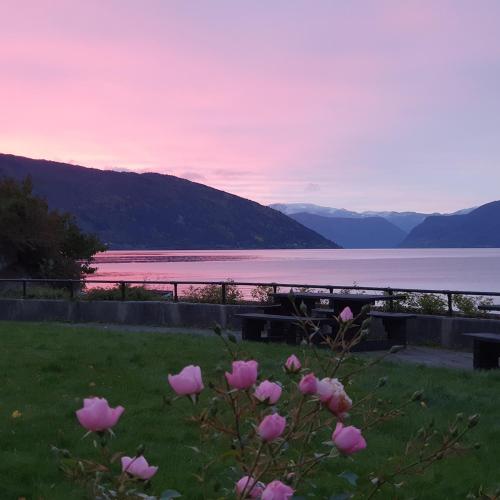 a field of pink roses with a view of a lake at Over the Fjord in Leikanger