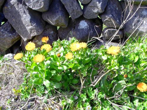 a bunch of yellow flowers in front of a rock wall at Dolphin Watch in Fanore