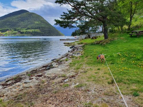 a dog standing on the grass next to a lake at Over the Fjord in Leikanger