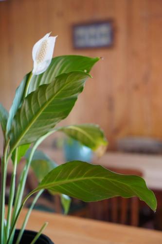 a green plant with a white flower on a table at Okupu Beach House in Okupu