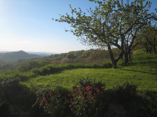 een heuvel met een boom en bloemen in een veld bij Collesole in Gradara