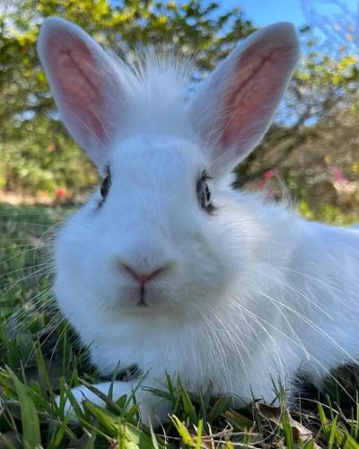a white rabbit is sitting in the grass at Marcana Occidente in San Ramón