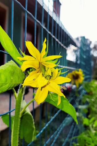 a yellow flower in front of a fence at Cantinho Dona Cleide in Monte Verde