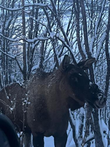 a moose standing in the snow next to trees at Håkøyveien 151, Tromsø in Tromsø
