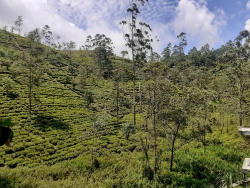 a view of a tea plantation on a hillside at Kanani Hotel & Restaurant in Hatton