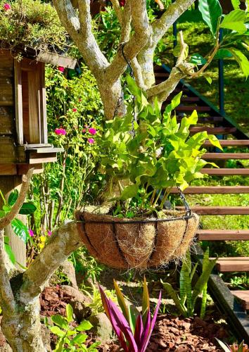 a basket hanging from a tree in a garden at Les Chalets de Afaahiti - Fare Keanu in Tiitau