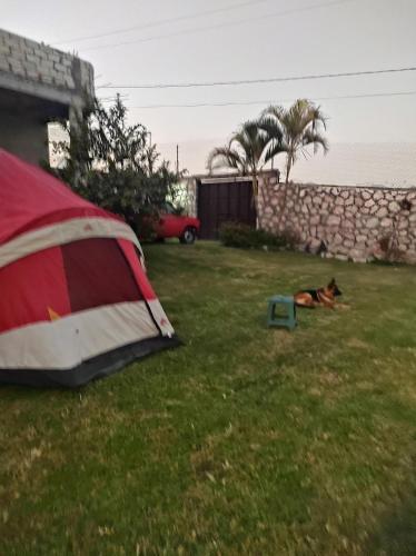 a dog laying in the grass next to a tent at Nada y acampa con tus perritos in Texcalpan