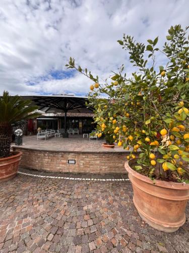 an orange tree in a pot in front of a building at Agriturismo La Sapienza in Monestirolo