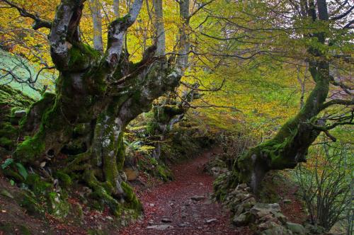 a tree on a trail in the woods at Apartamentos la Regoria in Arenas de Cabrales