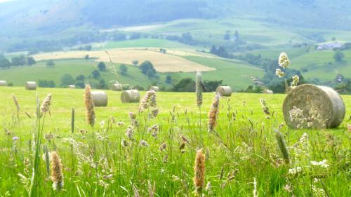 a field of green grass with flowers and hay bales at Aux 500 Diables Eco Lodge - Hotel in Chambon-sur-Lac