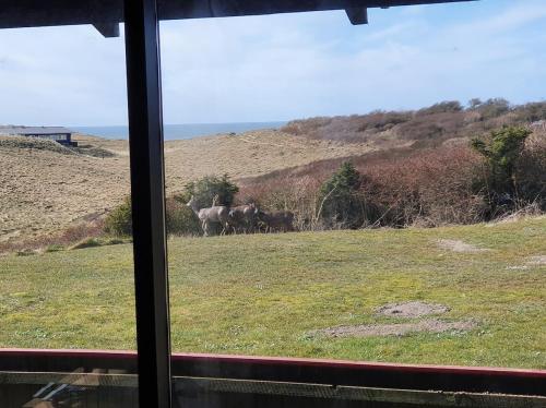a view of horses in a field from a window at Sea view and nature in beautiful Lønstrup in Lønstrup