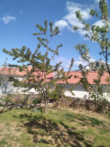 a tree in a yard next to a building at Guesthouse Martina in Senj