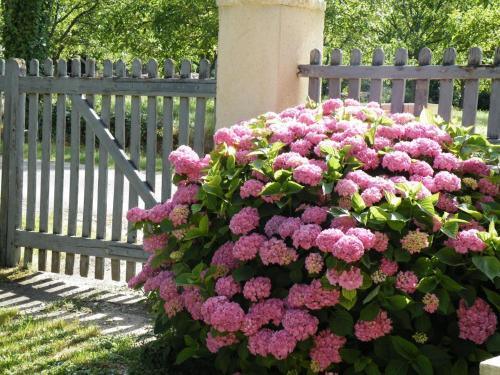 a bush of pink flowers in front of a fence at Gite brisset in Coulaures