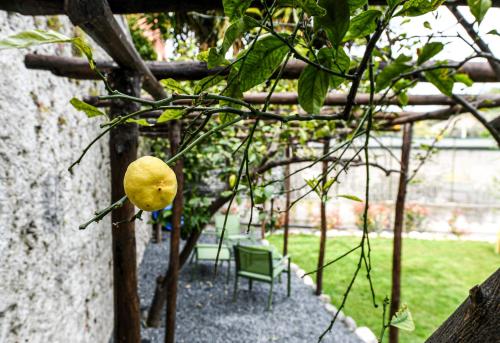 a lemon hanging from a tree in a garden at RUSTICO ALLE MURA Love & Bike in Toirano