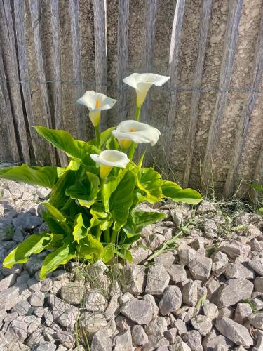 a group of white flowers in a rock garden at Le Mazet Chambre d'Hôtes in Mauguio