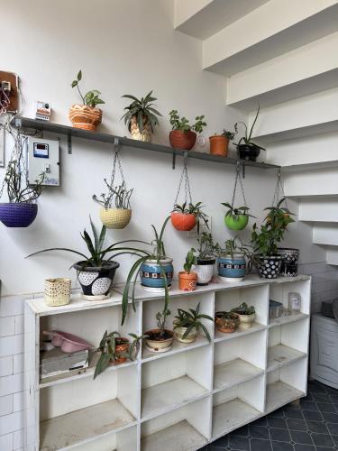 a bunch of potted plants on shelves on a wall at Shiv Homestay in Lucknow