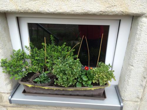 a window with some plants on a window sill at Pension Hönel-Hof Bad Schandau in Bad Schandau