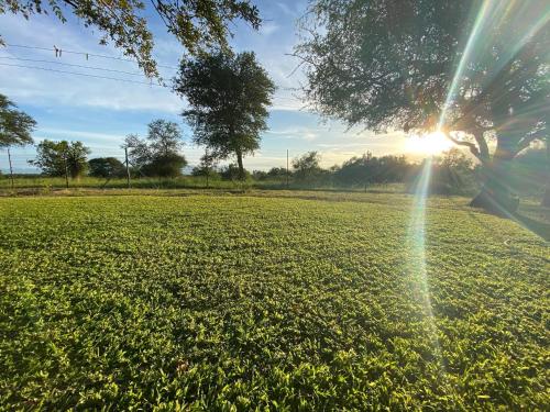 a tree in a field with the sun behind it at Harmonie Hills in Sukani