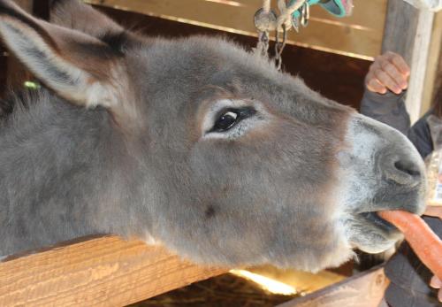 a donkey eating a carrot in front of a person at Agriturismo La Casa di Bacco in Agrigento