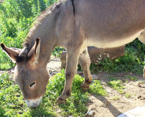 a donkey grazing on grass in a field at Agriturismo La Casa di Bacco in Agrigento