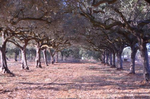 a row of trees with leaves on the ground at GIARDINO del MARE in Petrosino