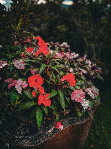 a potted plant with red and pink flowers in it at Smart Hotel Reserva Campos do Jordão in Campos do Jordão
