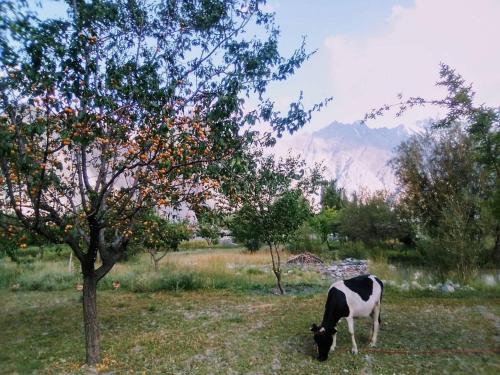 a cow grazing in a field next to a tree at Passu Cones Hotel in Pasu