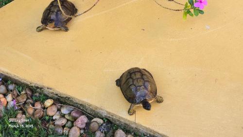 two turtles sitting on the ground next to rocks at Casa Colonial Cozumel, Villa Mango in Cozumel
