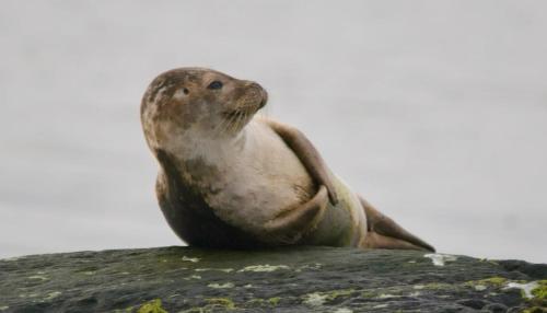a seal sitting on top of a rock at Adrigole Bay Studio Apartment in Adrigole