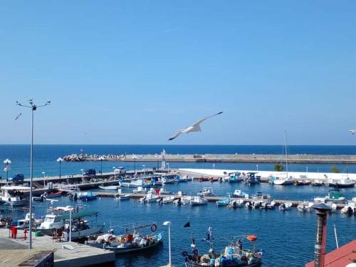 a group of boats are docked in a harbor at Plataneli House Plomari Bookings less than 3 nights will not be accepted! in Plomarion