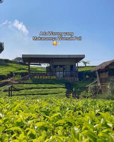 a tea plantation with a building in the background at Glamping umi in Riunggunung