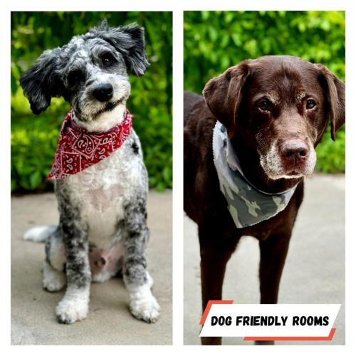 two pictures of a dog wearing a bow tie at Boulder Junction Motor Lodge in Boulder Junction