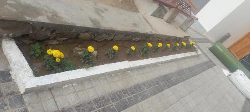 a row of yellow flowers on some stairs at gultuk homestay airport road skalzangling leh ladakh in Leh