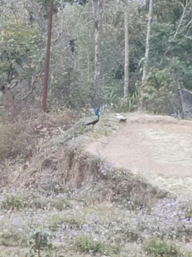 a blue bird standing on the side of a dirt road at Kousani Naranga Farmstay-Kagey in Pedong